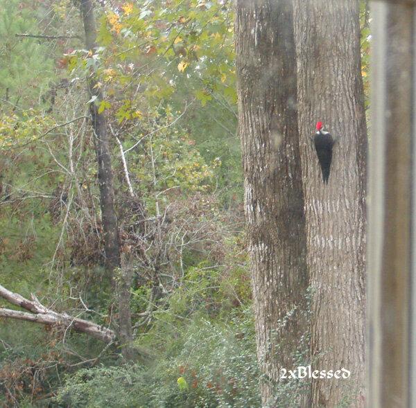 Nov. 2011 Mini #3 A Beautiful Bird  Woody Woodpecker
