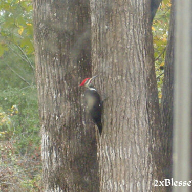 JFF Another View of Woody Woodpecker