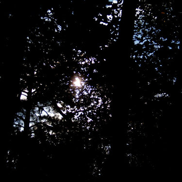 POD 10/24/09 Sun Through The Trees