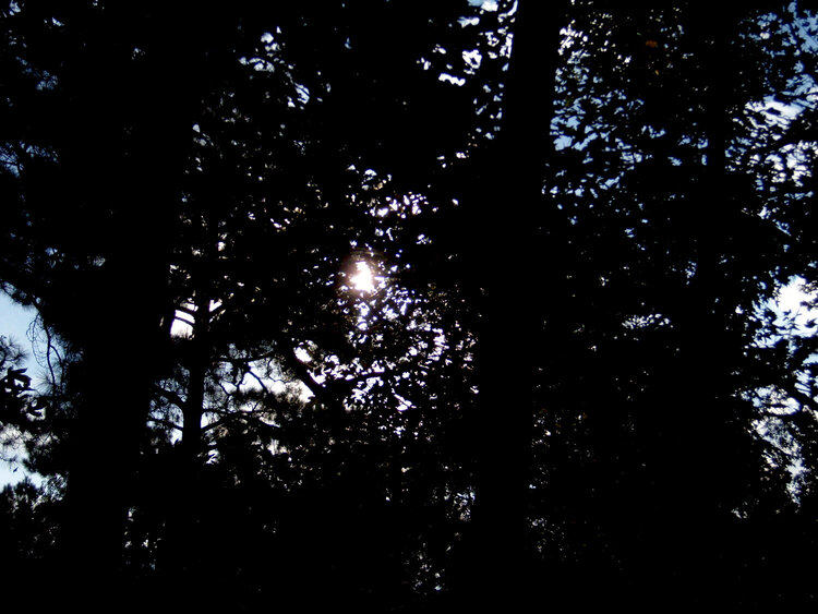 POD 10/24/09 Sun Through The Trees