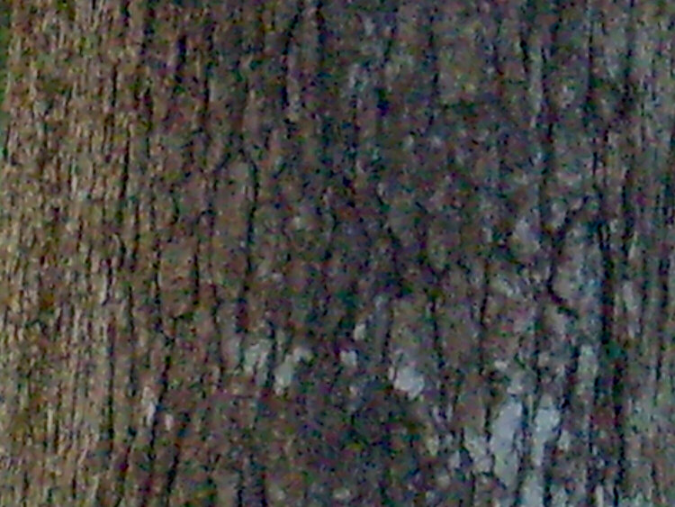POD 10/20/09 Tree Bark