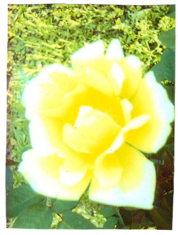 JFF Yellow Rose Card