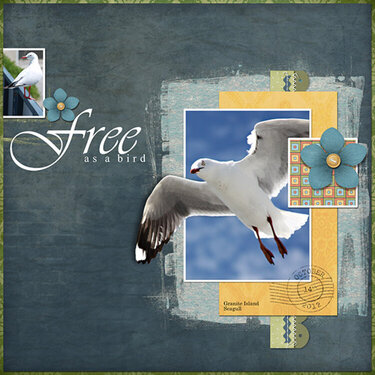 Free as a bird - Granite Island Seagull