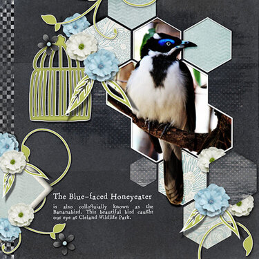 Blue-faced honeyeater