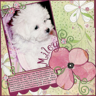 Miley -- Our Sweet Little Maltipoo