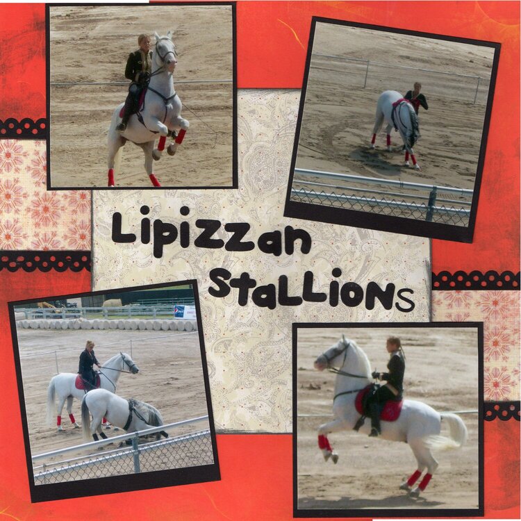 Lipizzan Stallions