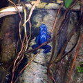 Blue frog