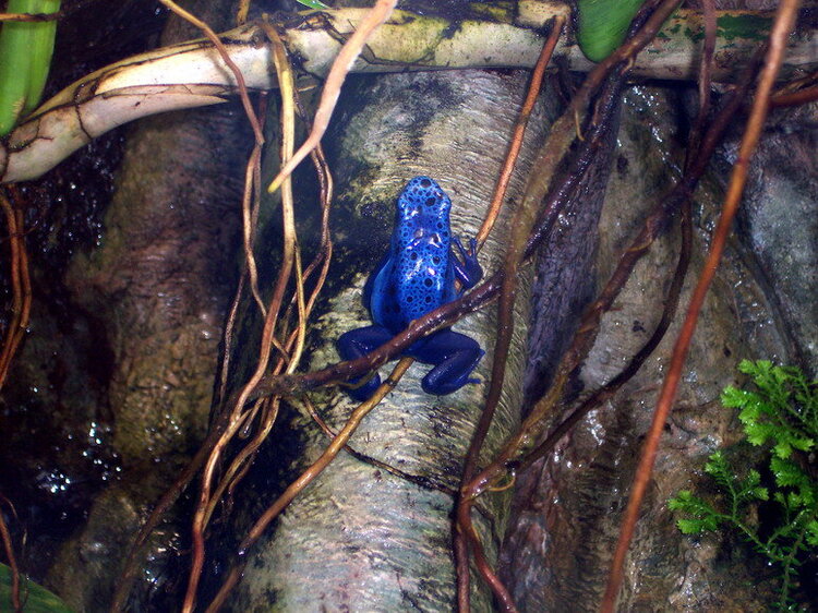 Blue frog