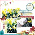 daffodils - Webster's Pages
