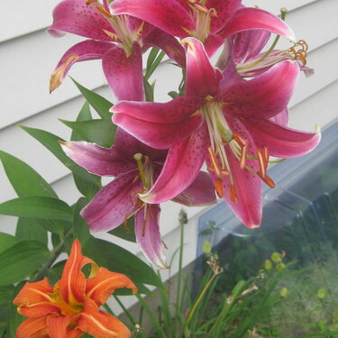Lilies in our Yard