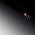 Itsy Bitsy Spider (May 3)