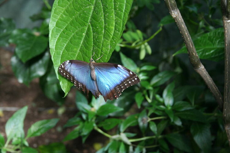 Butterfly Garden Picture