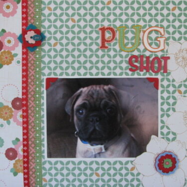Pug Shot