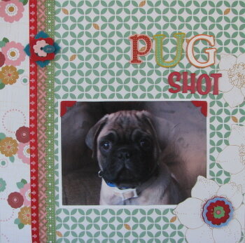 Pug Shot