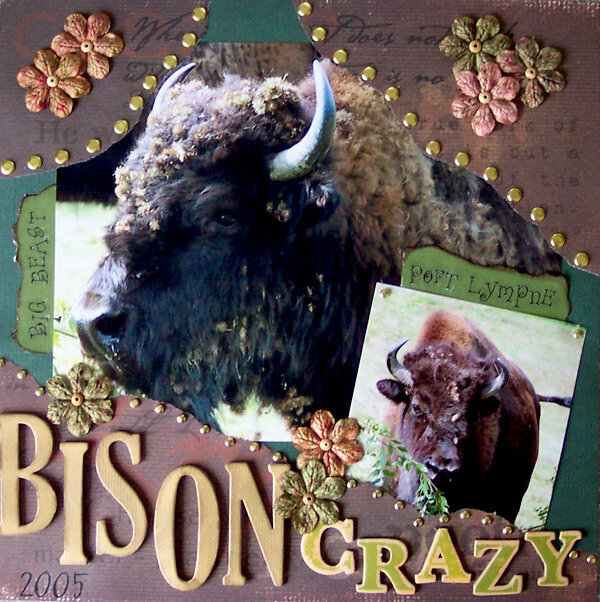 Bison Crazy