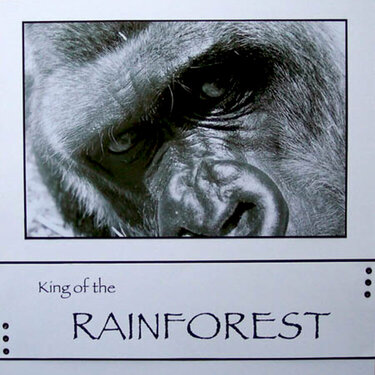 King of the Rainforest