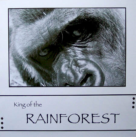 King of the Rainforest