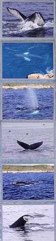 Whale Watching Photos