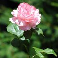 My pink rose