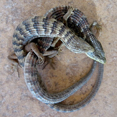 lizards doin&#039; it on my back porch!