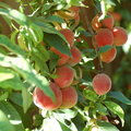 abundance of peaches