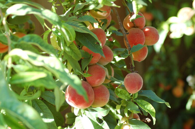 abundance of peaches