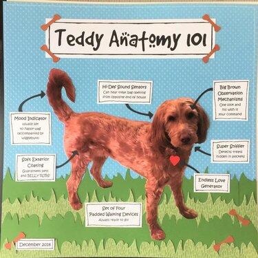 Teddy Anatomy 101