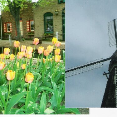 tulips &amp; windmill  Holland,Mi