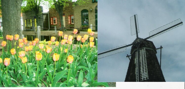 tulips &amp; windmill  Holland,Mi