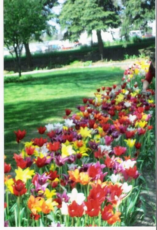 Colorfull tulips@ Holland,Mi