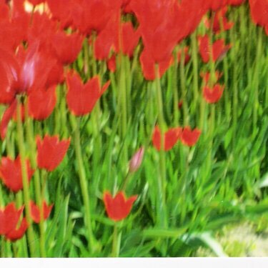 Bright Red Tulips   Holland,Mi