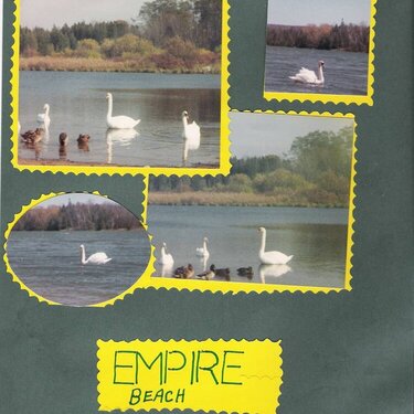 Empire_Swans_babies