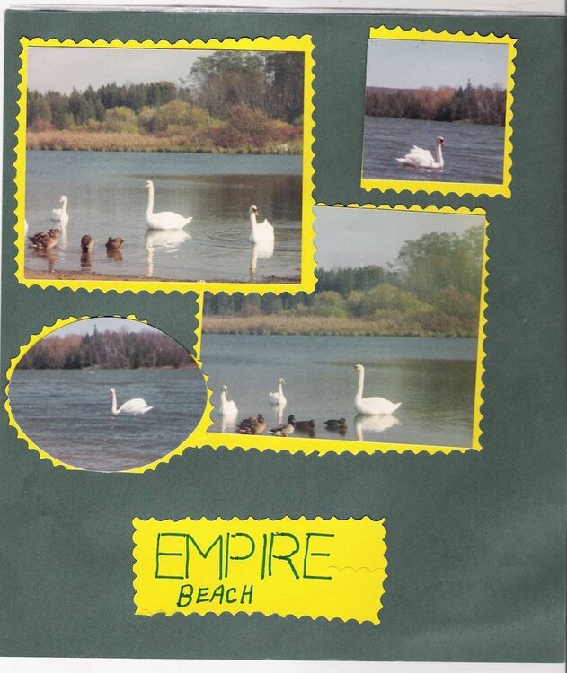 Empire_Swans_babies