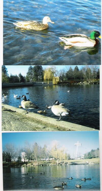Ducks @ Riverfrot Park Spokane,Washington 2007