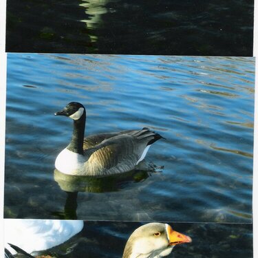 Riverfront Park ducks