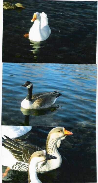 Riverfront Park ducks