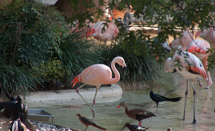 #10 Pink Flamingo (5 pts)
