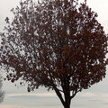 #7 A Tree w. Leaves other than Green (5 pts)