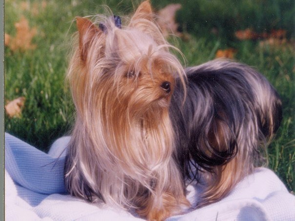 yorkiegirl&#039;s yorkie - sydney