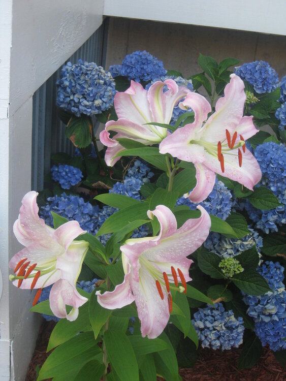 Pretty flowers