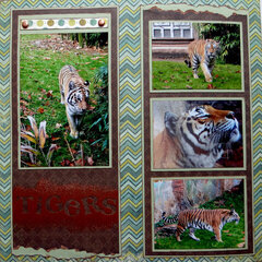 Tigers - Maharajah Jungle Trek Disneys Animal Kingdom