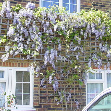 My Wisteria in bloom