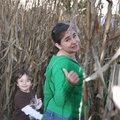 corn maze