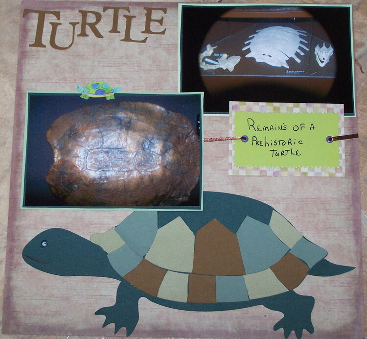 WORLDS LARGEST TURTLE PART 2 OF A 2 PAGE SPREAD