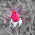 Rose Bud