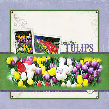 New York City Tulips