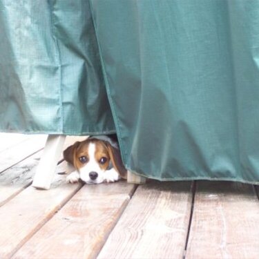 Little Lucy playing hide and seek