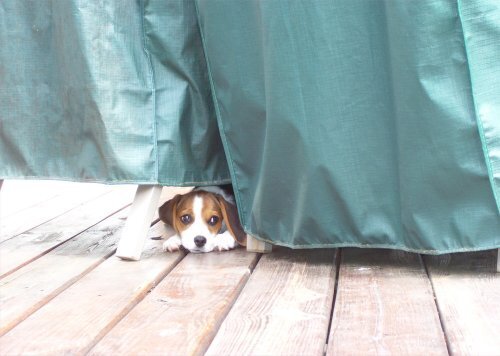Little Lucy playing hide and seek