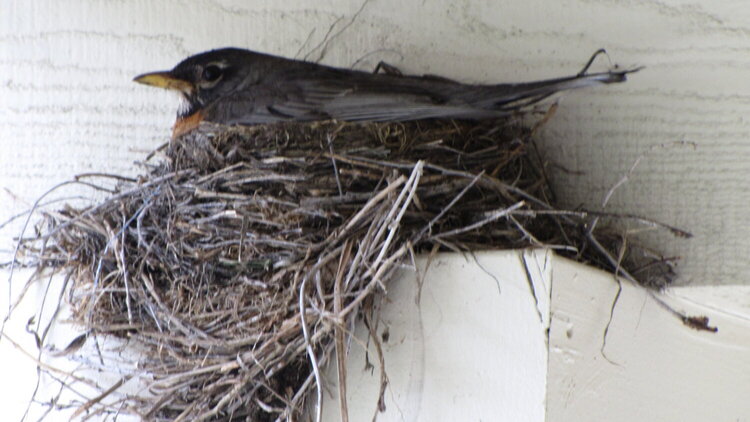bird mom outside my front door
