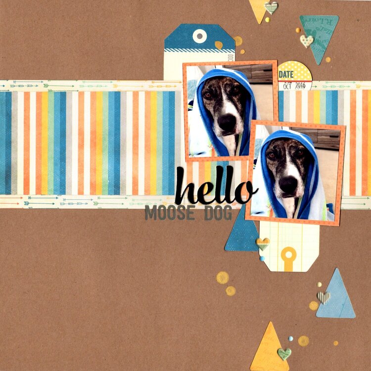 hello moose dog || cocoa daisy (happyGRL)